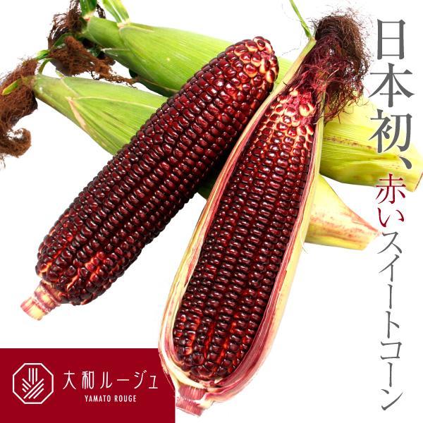 <野菜の種>大和ルージュ 赤いトウモロコシ 30粒 スイートコーン 激レア拍卖