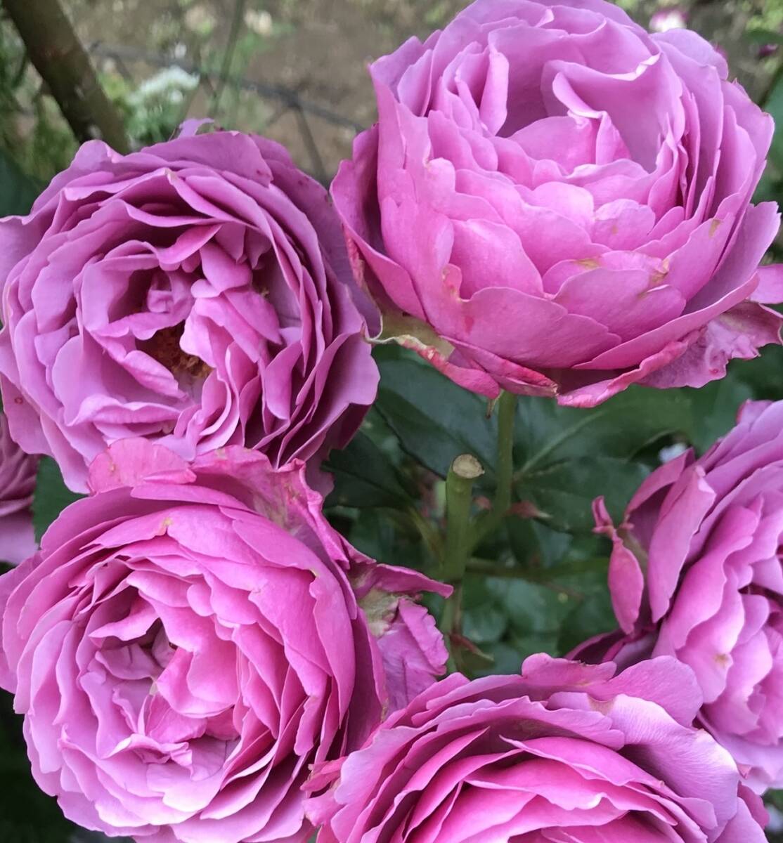 【シュリンクス】モーブピンクの丸弁咲き~波状弁咲き花弁、アンニュイな雰囲気拍卖