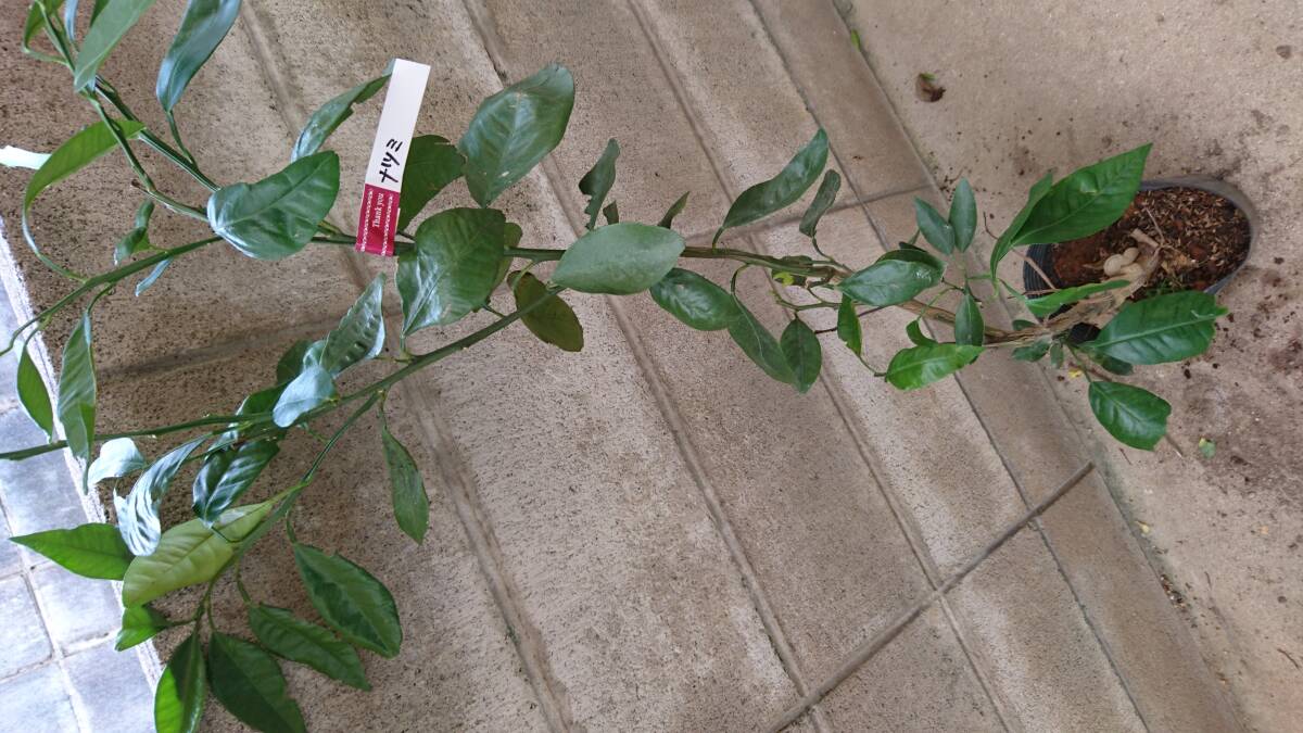 【なつみ】カラマンダリンオレンジ×ポンカン拍卖