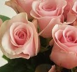 【タイタニック】ソフトピンクの美しい花容拍卖