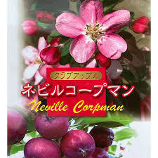 【ネビルコープマン】クラブアップル、花色は濃ピンク~濃紫ピンク色で果実は濃紫色拍卖