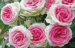 【ミミ・エデン】花弁の外側はアイボリー色に淡緑色がのり花芯はローズ色拍卖