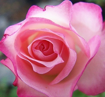 【ニコール】クリーム白色に洋紅色の可愛い花弁拍卖