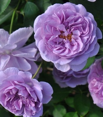 【レイニー・ブルー】優しく繊細なパールヴァイオレットの花弁がうつむき加減に咲く拍卖