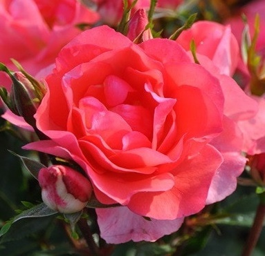 【ジャルダン・ドゥ・フランス】 輝くサーモンピンクの花弁拍卖