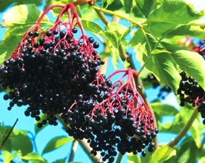 【エルダーベリー(オーレア/黄金葉品種)】西洋ニワトコ、ジュースや果実酒に!拍卖