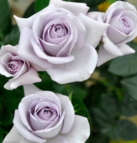 【ブルー・バユー】淡い青紫花弁が数輪の房になり、花つきが良い②拍卖