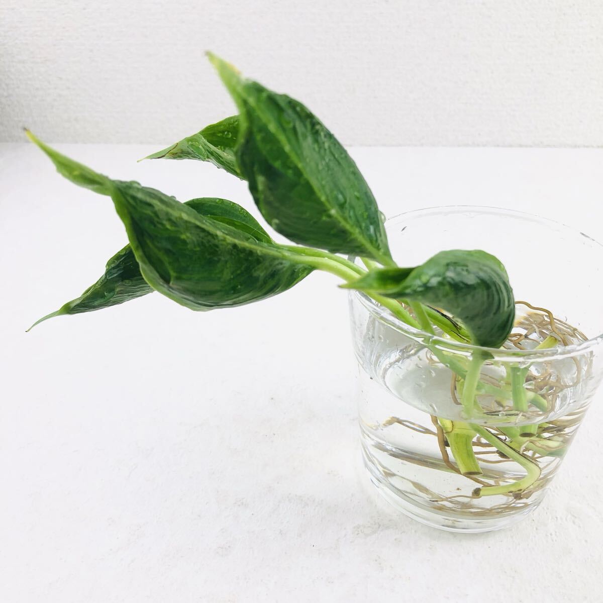 ポトス 観葉植物 カット苗 4本 巻葉拍卖