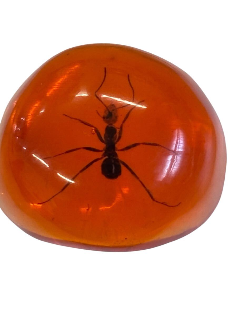 アリ!?昆虫入りアンバー風リング 指輪 樹脂製 個性的アクセサリー アリ入り 虫封入レジン ヴィンテージ風拍卖