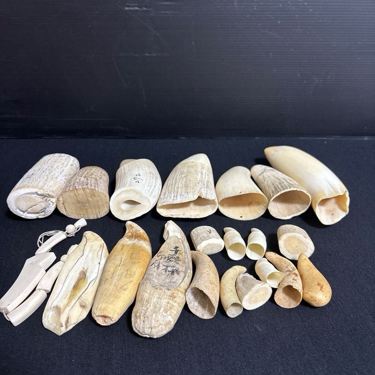 マッコウクジラ 約2キロ 根付 時代物 鯨歯 牙 抹香鯨 ペンダント ネックレス 彫刻材 1986グラム まとめて 希少部位 天然素材拍卖