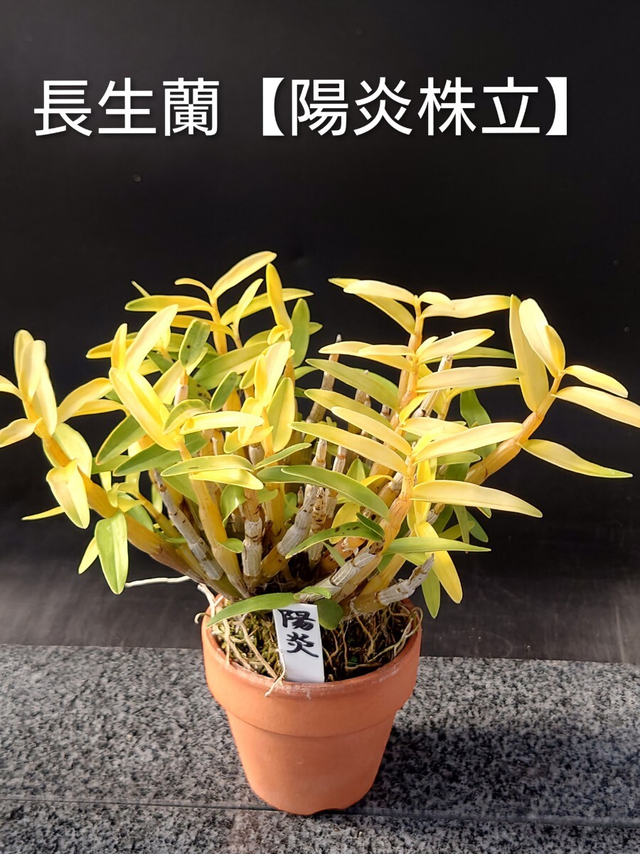 長生蘭【 陽炎株立】風蘭 富貴蘭 セッコク 長生蘭 春蘭 寒蘭 拍卖