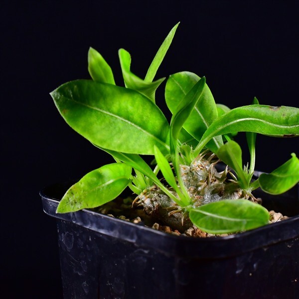 3UE 実生 パキポディウム・エニグマチカム Pachypodium enigmaticum コーデックス 塊根植物 2.5号鉢拍卖