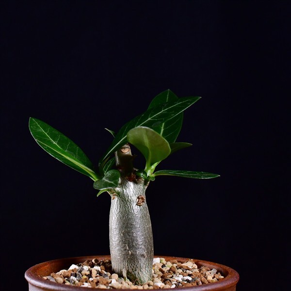 3U3 実生 アデニウム・アラビカム エイリアン Adenium arabicum Alien コーデックス 塊根植物 伝市鉢拍卖