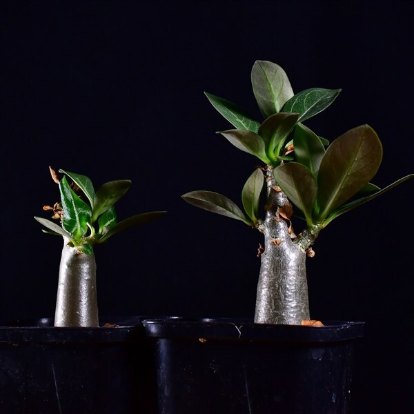 3U1 実生 2株セット アデニウム・タイ ソコトラナム KHZ Adenium thai socotranum KHZ コーデックス 塊根植物 2.5号鉢拍卖