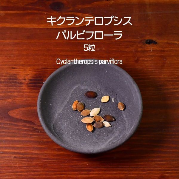 キクランテロプシス・パルビフローラ 種子 5粒 塊根植物 コーデックス 多肉植物 観葉植物 キクランテロプシス Cyclantheropsis parviflora拍卖