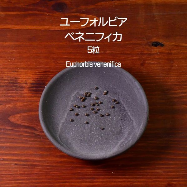 ユーフォルビア・ベネニフィカ 種子 5粒 塊根植物 コーデックス 多肉植物 観葉植物 ユーフォルビアベネニフィカ Euphorbia venenifica拍卖