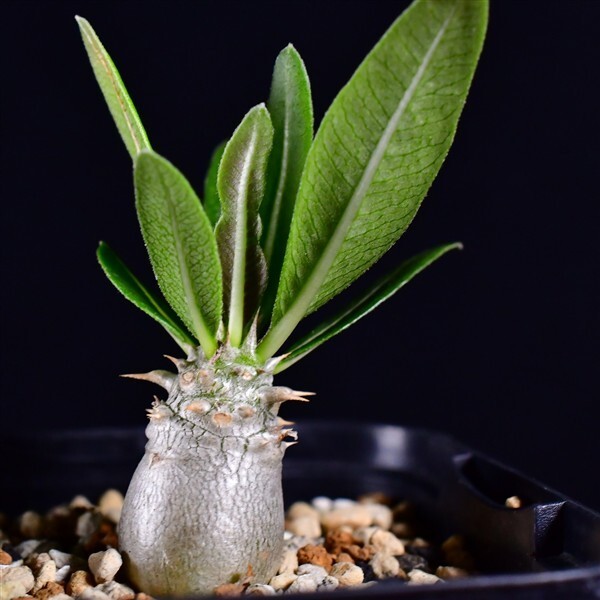 3V7 実生 パキポディウム・レウコキサンツム 恵比寿笑 Pachypodium brevicaule var. leucoxanthum コーデックス 塊根植物 2.5号鉢拍卖