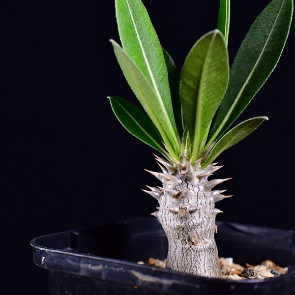 3V6 実生 パキポディウム・ホロンベンセ 亜阿相界 Pachypodium horombense コーデックス 塊根植物 2.5号鉢拍卖