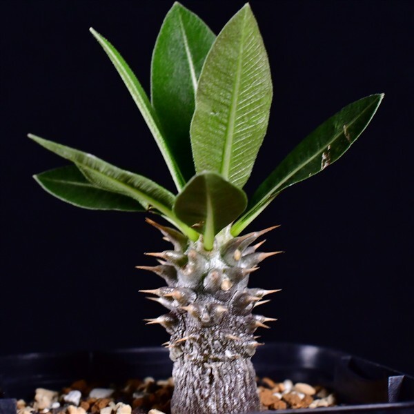 3V5 実生 パキポディウム・ホロンベンセ 亜阿相界 Pachypodium horombense コーデックス 塊根植物 2.5号鉢拍卖