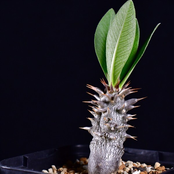 3V4 実生 パキポディウム・ホロンベンセ 亜阿相界 Pachypodium horombense コーデックス 塊根植物 2.5号鉢拍卖