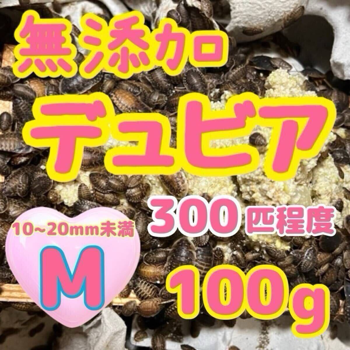無添加デュビア 大好評 デュビア 無添加 Mサイズ 100g 300匹 元気一杯 爬虫類 生き餌 餌 ご要望に応じます拍卖