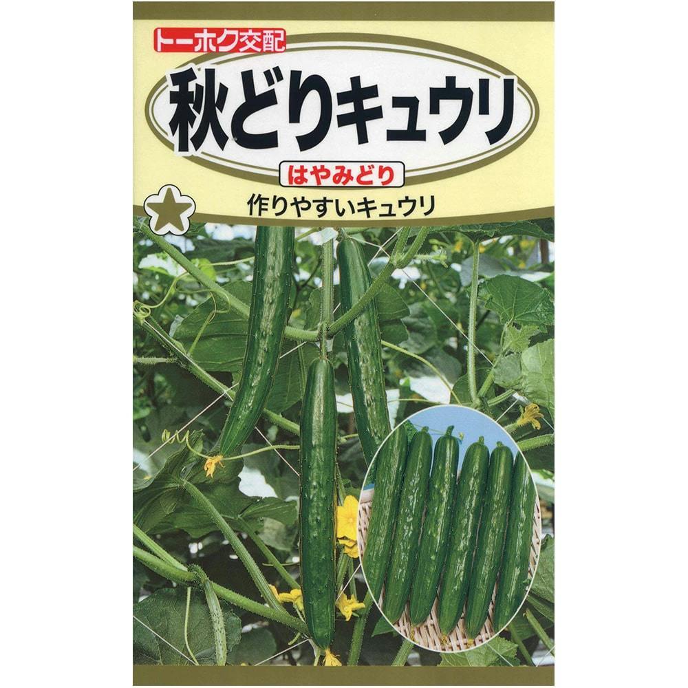 送料無料 秋どりキュウリ はやみどり 10粒拍卖
