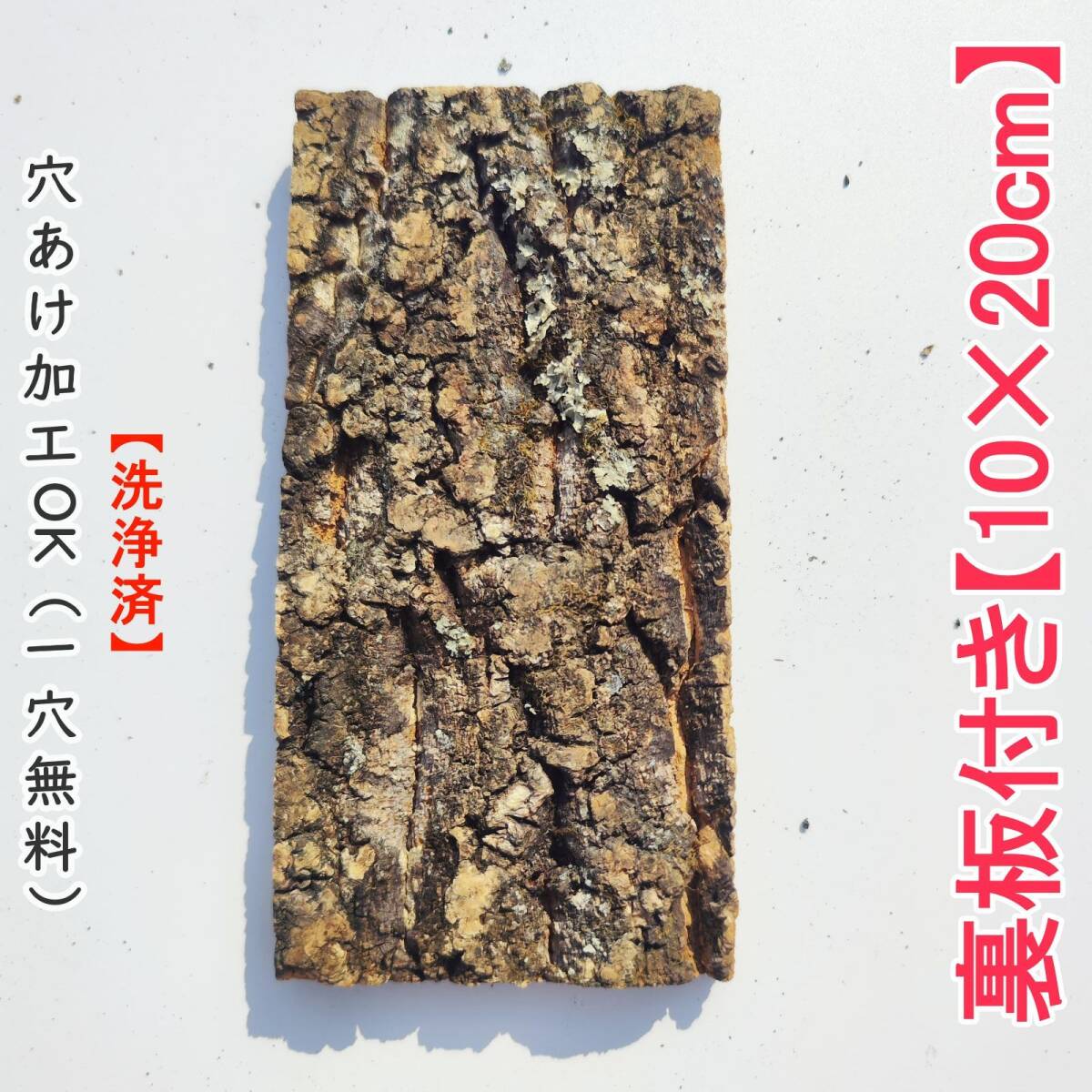 CB110 裏板付き10×20cm  1枚 コルク樹皮 コルク板 バージンコルク 送料無料  チランジア ビカクシダ 着生ラン 両生類 爬虫類拍卖