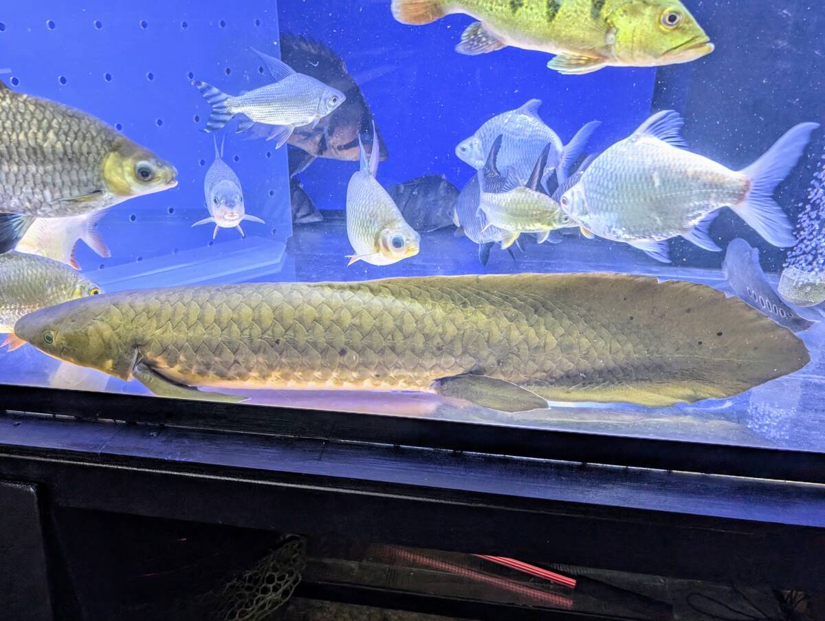 ネオケラ 約78cm ネオケラトドゥス・フォルステリ拍卖