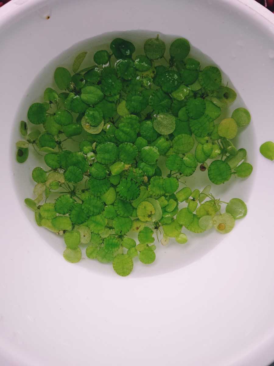 水草3種アナカリス、ウィローモス、アマゾンフロッグピットメダカ水槽 無農薬拍卖