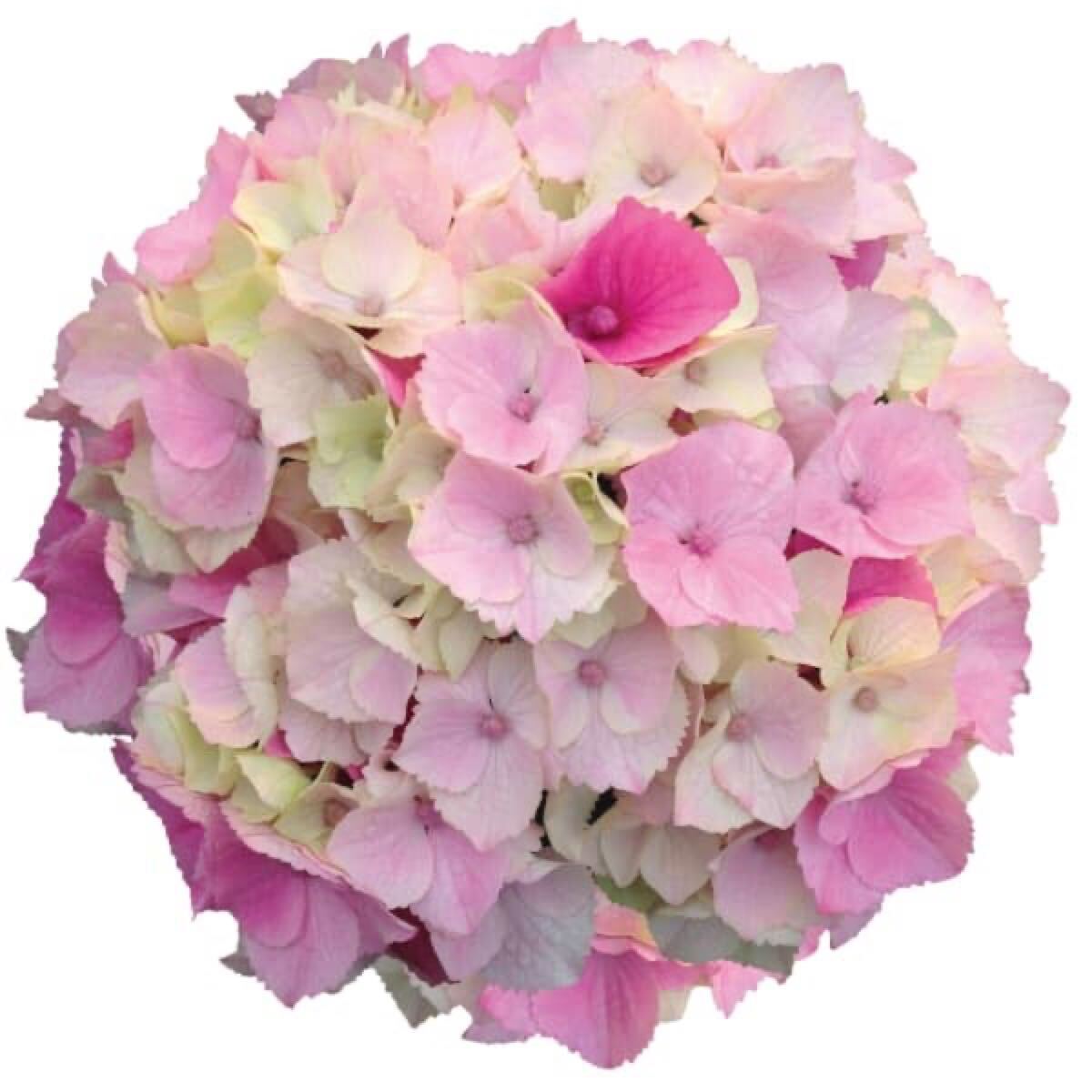 アジサイ マーブルソーダ ピンク ブルー 花の苗 ハイドランジア拍卖