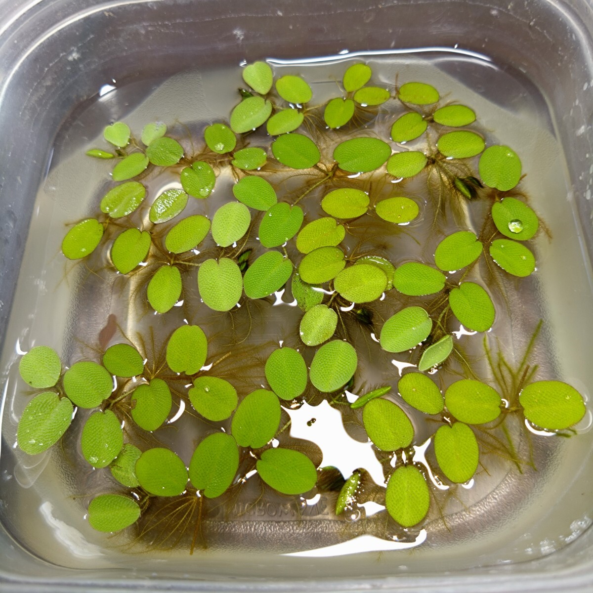 オオサンショウモ 10株 サルビニア ビーシュリンプ ヌマエビ メダカ 熱帯魚 グッピー テトラ 稚魚 針子 金魚 稚魚 の隠れ家 ビオトープ 日拍卖