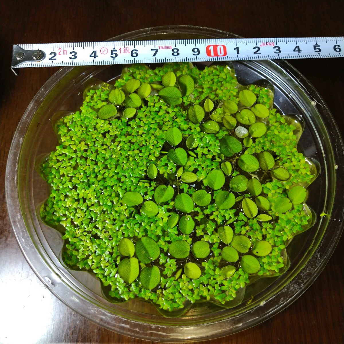 無農薬 オオサンショウモ (小サイズ10株程度)と アオウキクサ 浮草 セット 水草 メダカ 熱帯魚 金魚 針子 ビオトープ 金拍卖