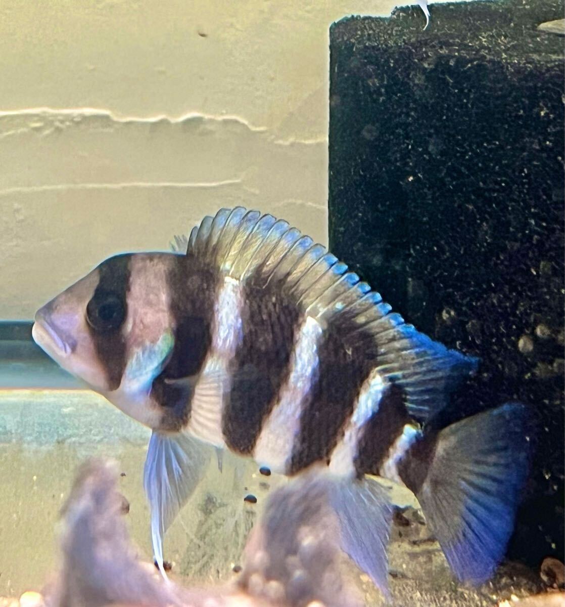 CY フロントーサ ブルンディ 1匹 10cm前後 250910拍卖