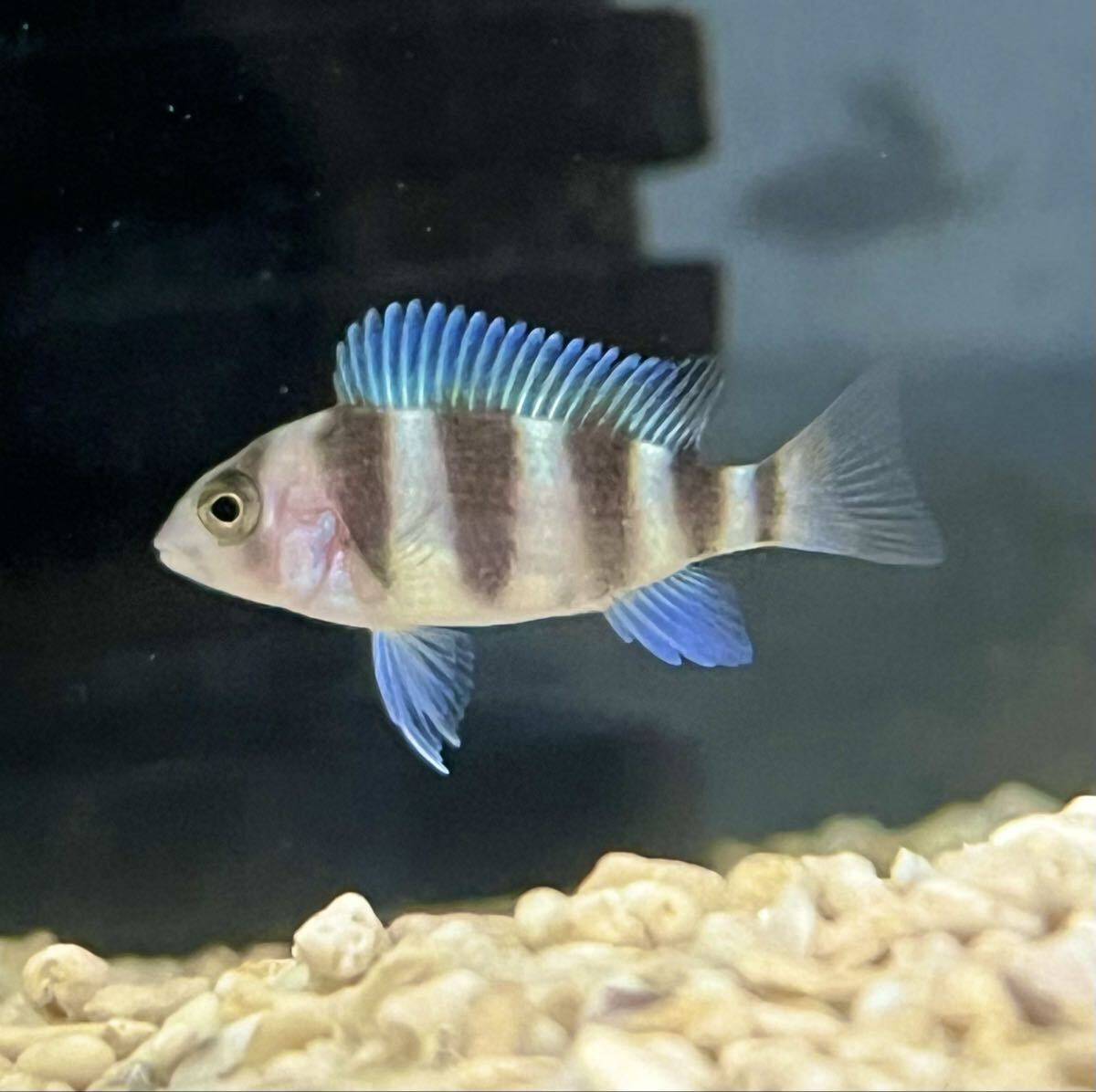 new face! フロントーサ ブルンディ× モバ Cyphotilapia frontosa×Moba 4匹セット 拍卖