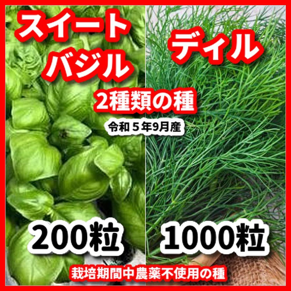 スイートバジル&ディルの種【2種類セット】★令和6年産★栽培期間中農薬不使用の種拍卖