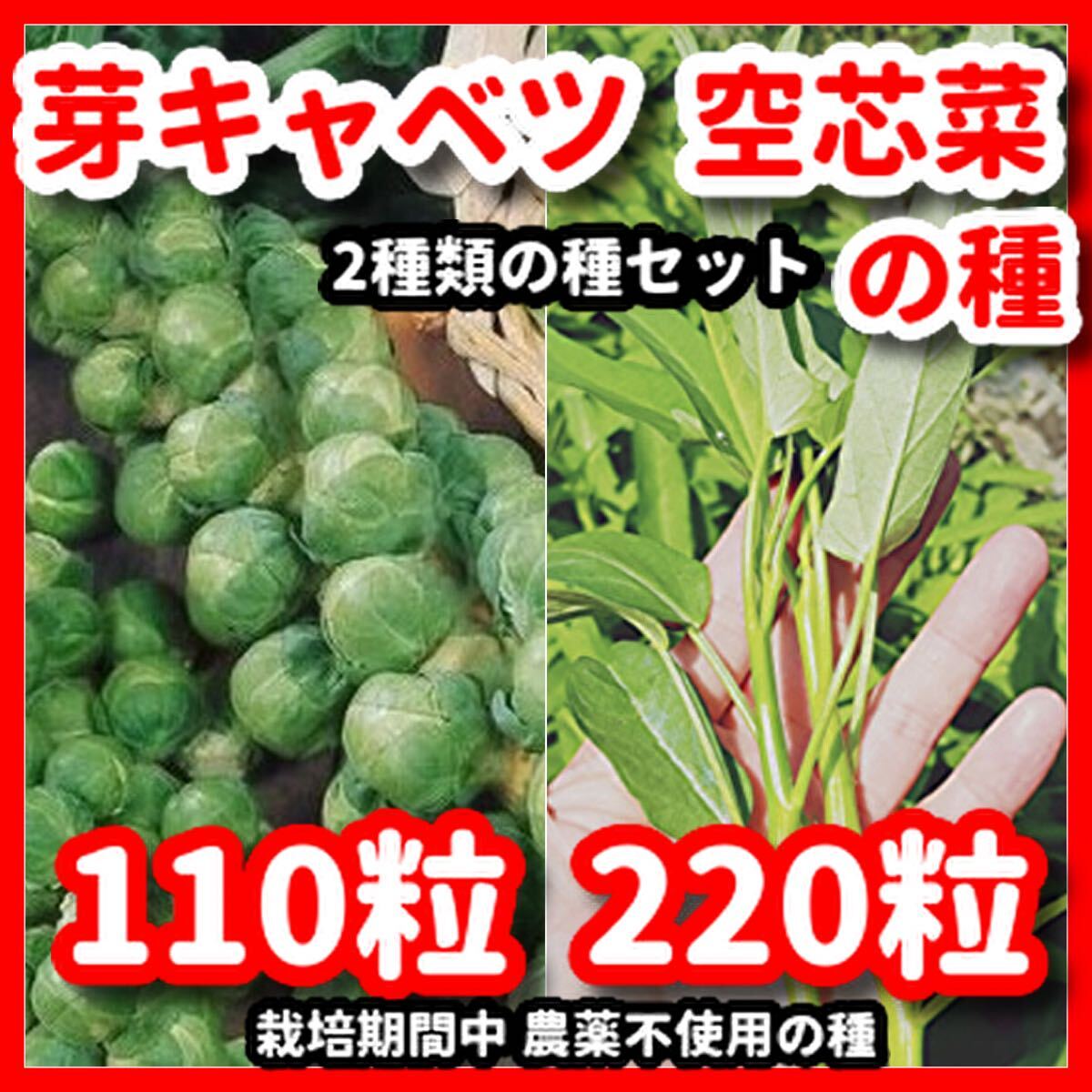 芽キャベツ&空芯菜の種セット★栽培期間中農薬不使用の種拍卖