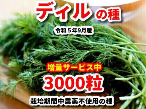 ディルの種【3000粒】★栽培期間中農薬不使用の種★令和6年11月産拍卖