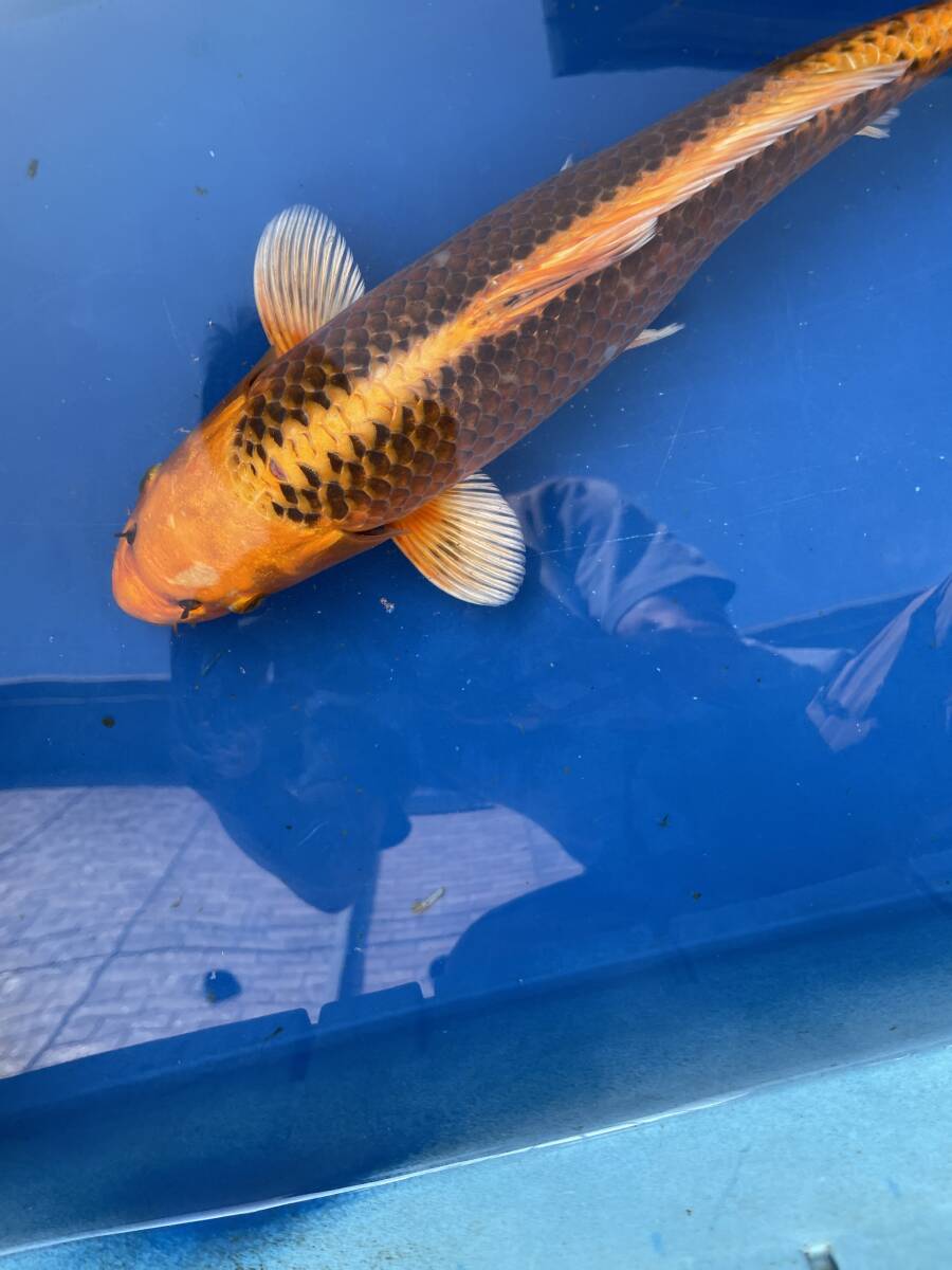 ★特選★令和6年産  面迫系のピッカピカで綺麗なふく鱗のオレンジ黄金兜37cm程度拍卖