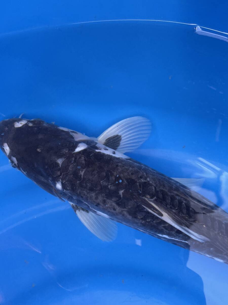 ★特選★令和6年産 鱗並びのいい真っ黒と白のツートンカラーのドイツ鯉30cm程度拍卖