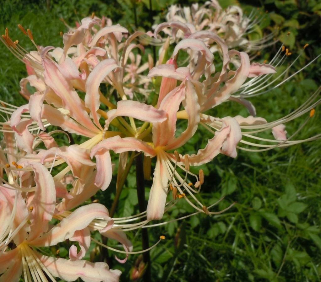 彼岸花球根 オオスミ 1球根 開花株拍卖