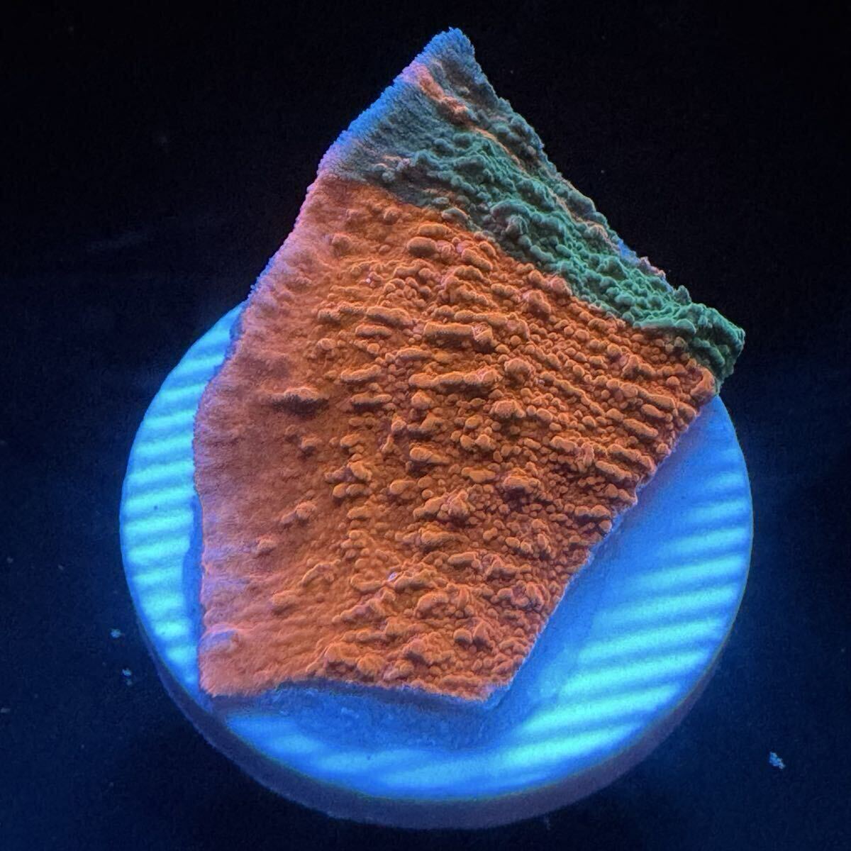 少し珍しい ① グラフテッド モンティポラ コモンサンゴ サンゴ 約2.8cm プラグ グラフティッド モンテポラ SPS フラグ拍卖