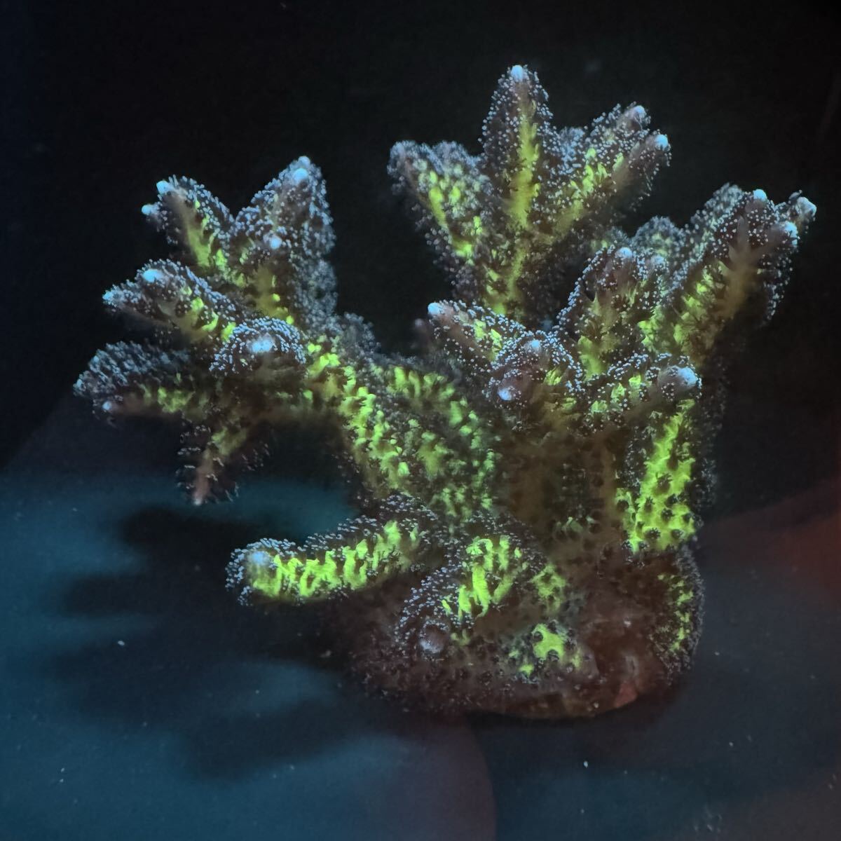 強発色 ① 密集 土台にも被覆 トゲサンゴ 蛍光グリーン サンゴ 約2.8cm から 約3cm プラグに被覆 SPS フラグ 最大幅約6cm 高さ約5cm拍卖