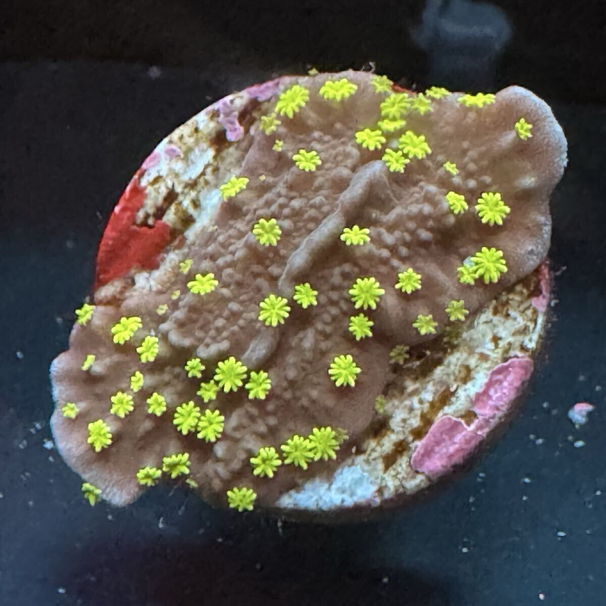 ② メデューサコモン コモンサンゴ サンゴ プラグ 約2cm プラグに接着 フラグ拍卖