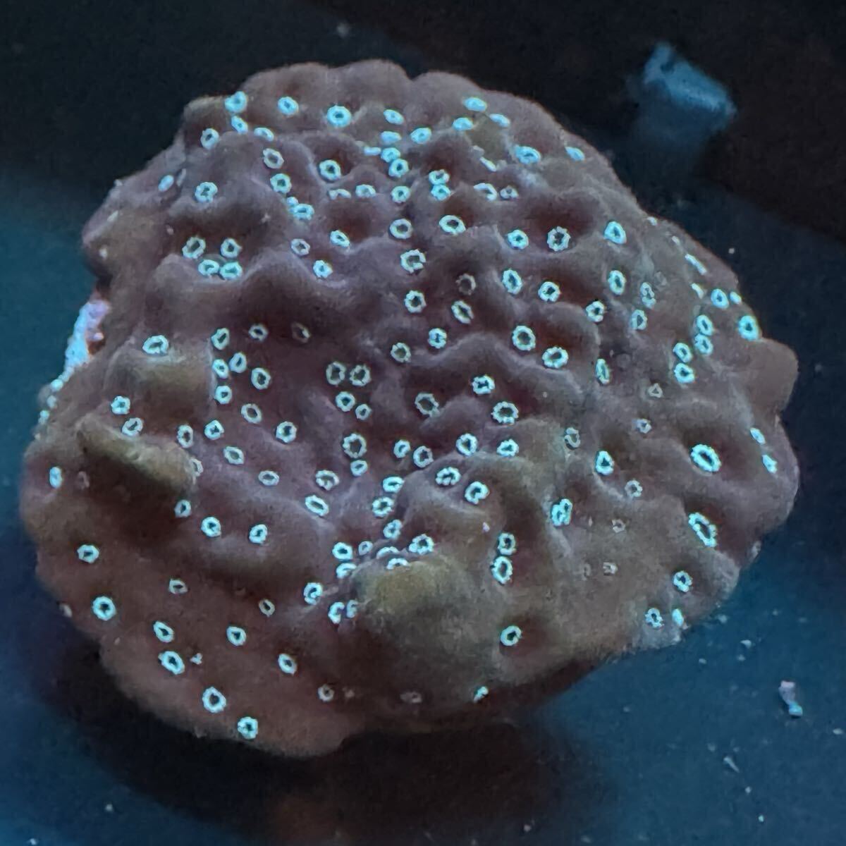 残り1点 クッキー&クリーム モンティポラ コモンサンゴ 最大幅 約2.8cm プラグ サンゴ モンテポラ クッキー & クリーム SPS フラグ拍卖