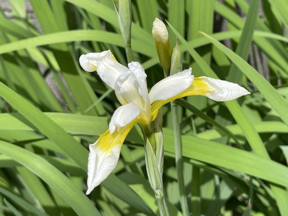 白 アヤメ ★ 菖蒲 ★ 苗 20芽 送料無料 | 清楚な白花が魅力 美しいアイス色 菖蒲 あやめ ゆうパケット発送 拍卖