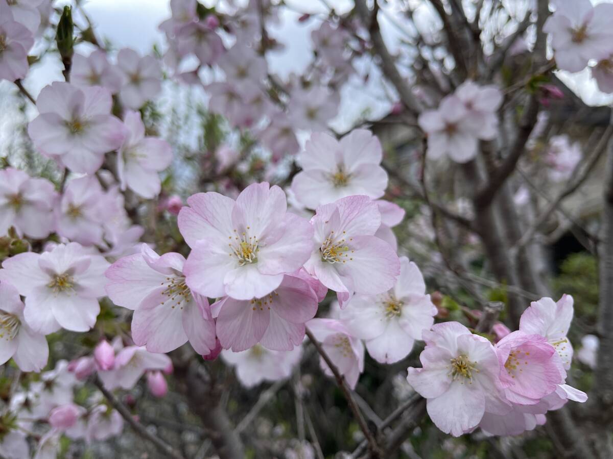 御殿場桜 挿し穂 10本 ■送料無料 ごてんば桜 さくら 挿木 庭木 植木 桜 拍卖
