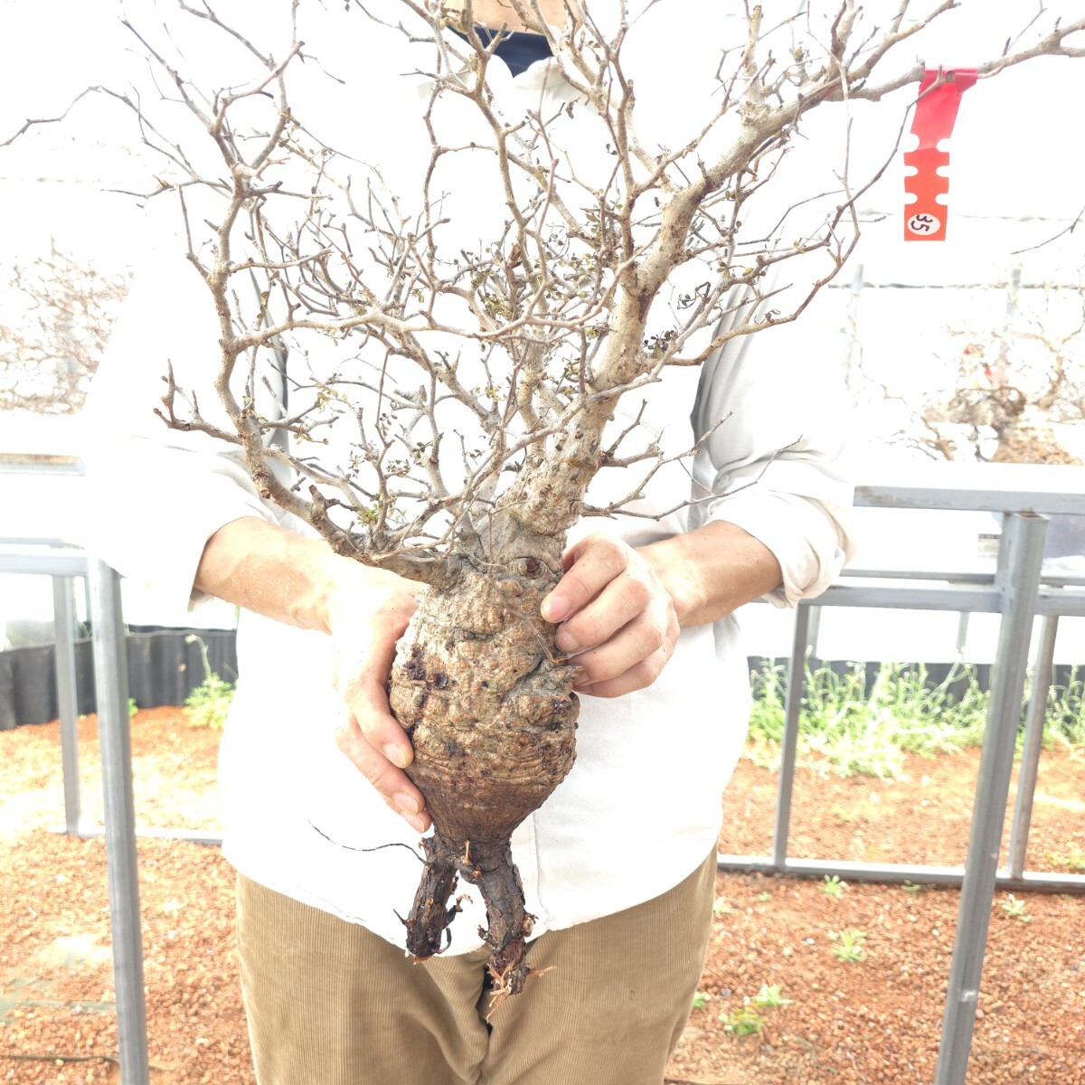 7/31着 W35 ベアルート パキプス オペルクリカリア 塊根植物 観葉植物 ベアルート 未発根 多肉植物 グラキリス アガベ コーデックス拍卖