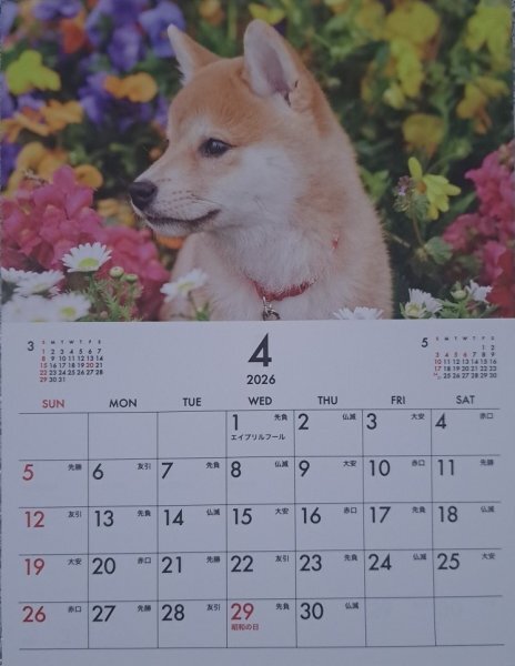 【送料無料:すぐに発送:1冊:可愛い 「子犬」:カレンダー A4:30 x21cm】★2026年:壁掛け:犬,いぬ,イヌ:令和8年:暦拍卖