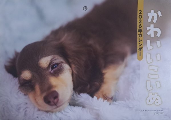 【すぐに発送:大判 大きい カレンダー:可愛い「かわいい こいぬ」:B3:52x36㎝】:2026年:「犬・イヌ・いぬ」:大きな 令和8年:暦:見開き:No3拍卖