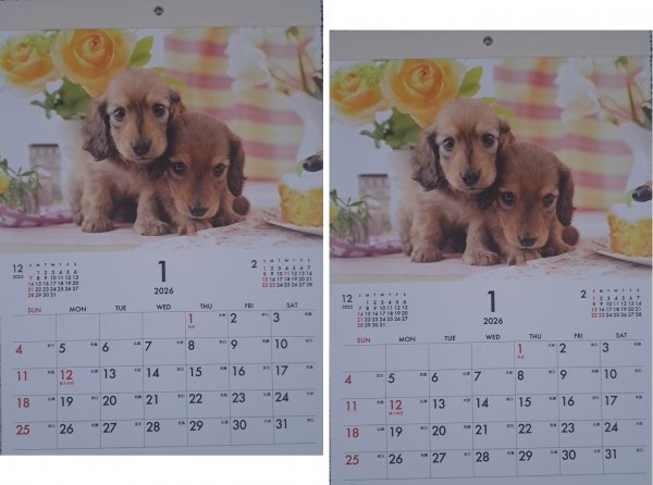 【送料無料:2冊 可愛い 「子犬」 カレンダー:B4 37x26cm】★2026年:犬,いぬ,イヌ 仔犬★12か月,12面 令和8年拍卖